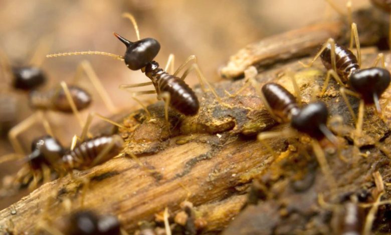 termite pest control brisbane